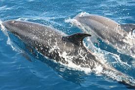 WHALE AND DOLPHIN WATCHING
