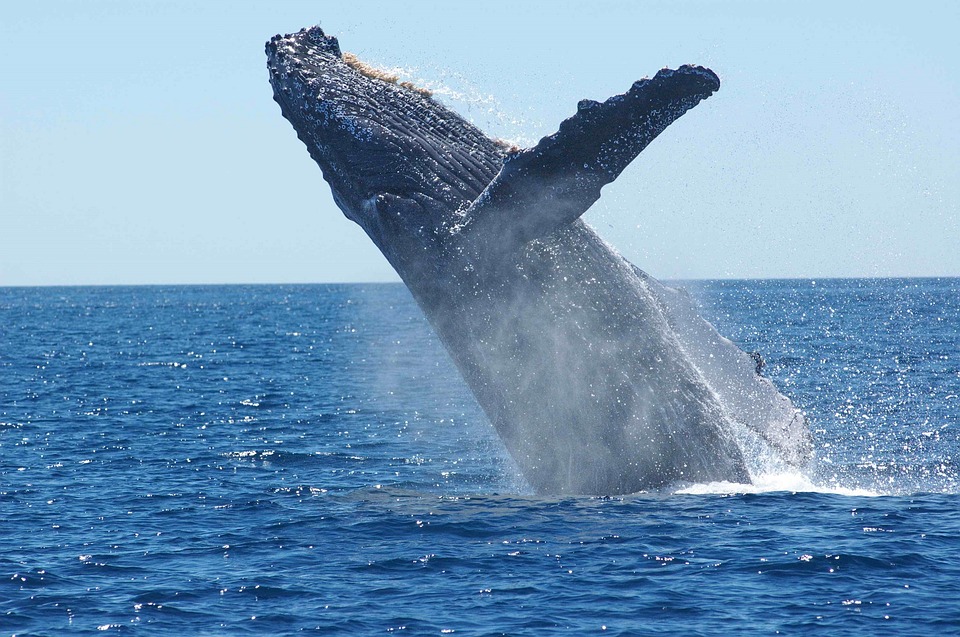Cuándo es la mejor época para el avistamiento de ballenas en Los Cabos?