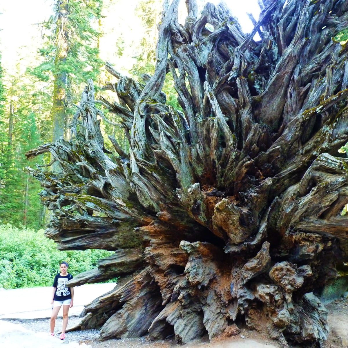 Tour Organizado Costa Oeste con Parques Nacionales; Yosemite y Gran Cañón