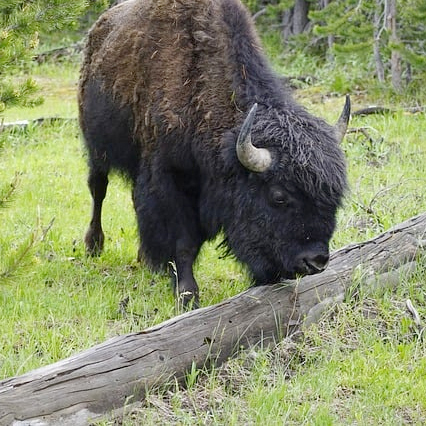 Costa Oeste Grandes Parques con extensión Utah y Yellowstone