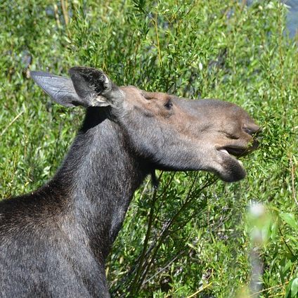 Yellowstone y las Rocosas de Canadá en Coche con Vancouver y Seattle