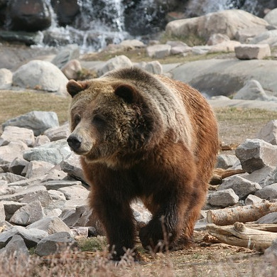 Yellowstone y las Rocosas de Canadá en Coche con Vancouver y Seattle