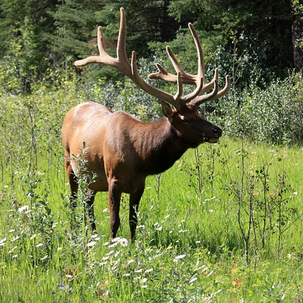 Yellowstone y las Rocosas de Canadá en Coche con Vancouver y Seattle