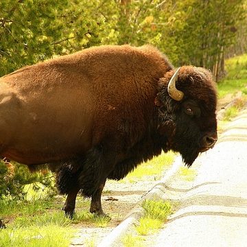 Costa Oeste Grandes Parques extensión Utah y Yellowstone Express