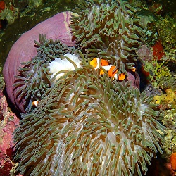 VIAJE expedicion Buceo RAJA AMPAT - Papua (Indonesia) Puente constitucion 1-13 dic 2023