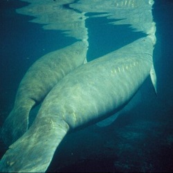 Viaje Especial grupo CRUCERO MEXICO (PN ALACRANES) + CENOTES + MANGLAR 3 al 13 agosto 2023