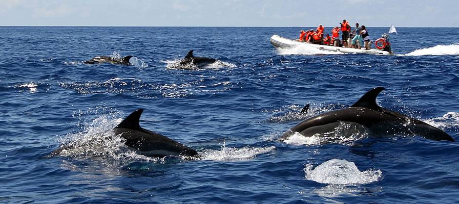 Delfines Ría Formosa