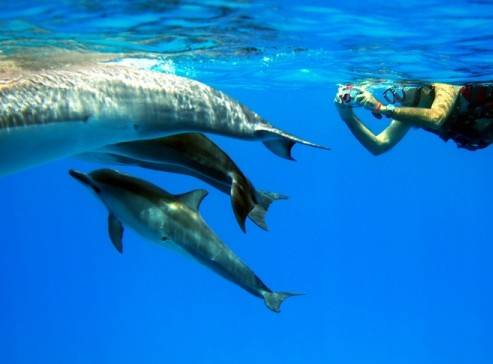 Nadar com Golfinhos