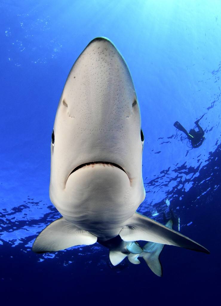 Shark Diving - 1 Dive