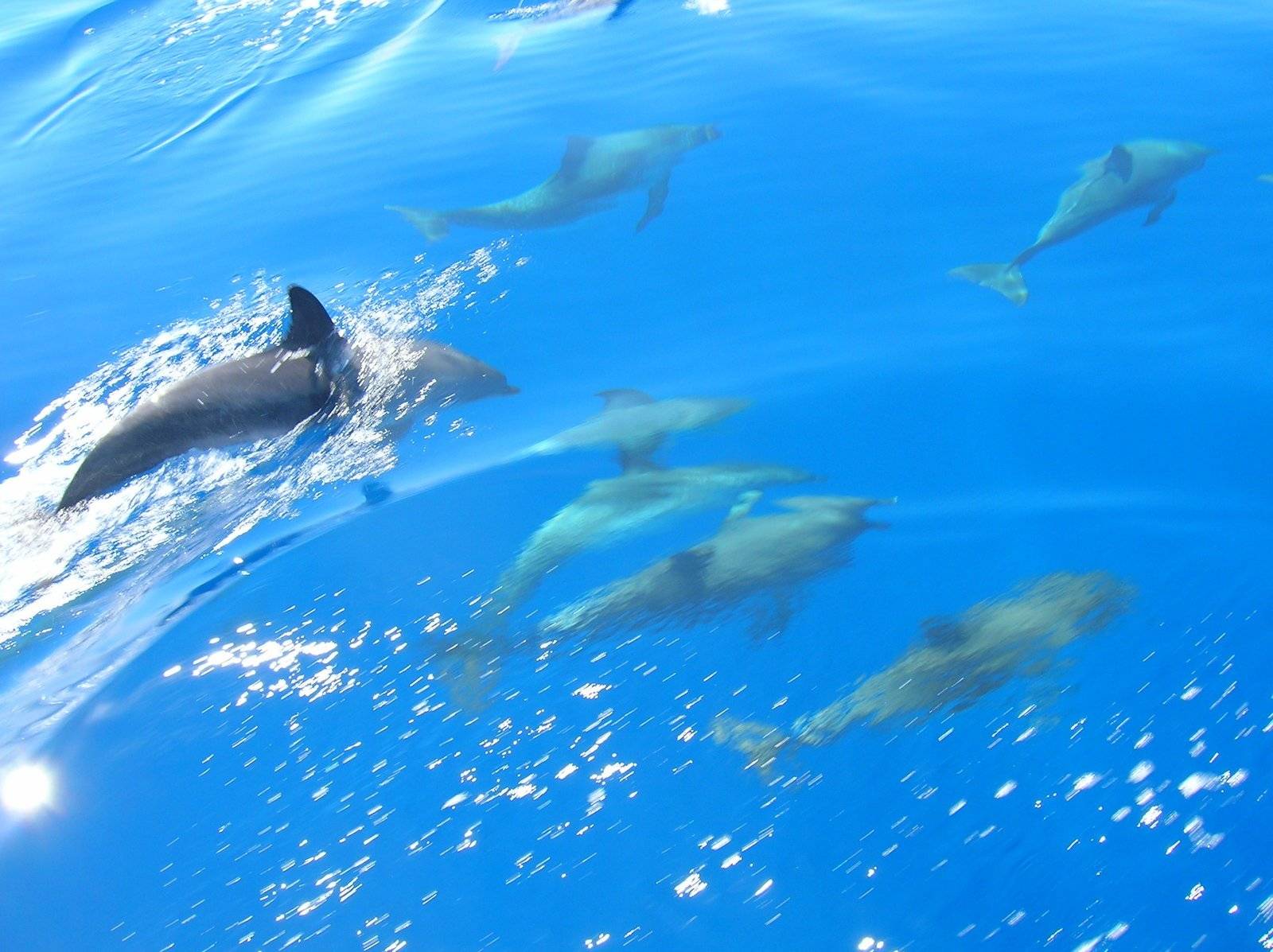 Natación con delfines – Isla de São Miguel